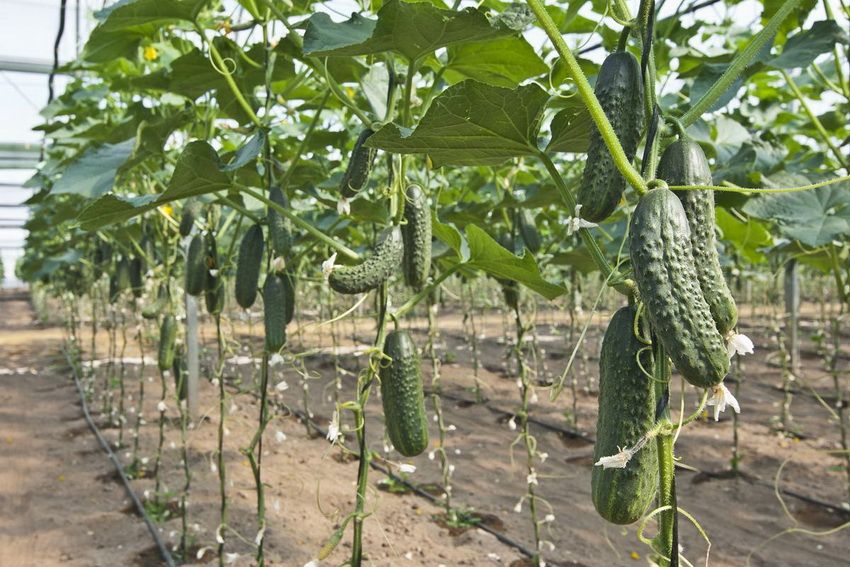 Tapestry for cucumbers: a simple and convenient way to get an excellent harvest