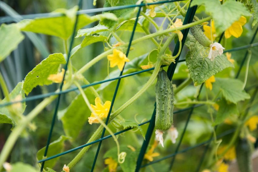 Tapestry for cucumbers: a simple and convenient way to get an excellent harvest