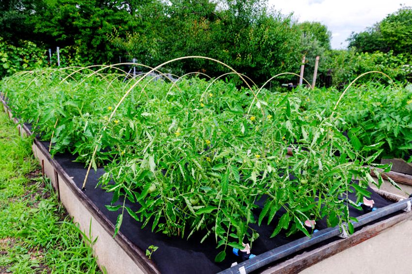 Covering material for beds: a good harvest without unnecessary trouble