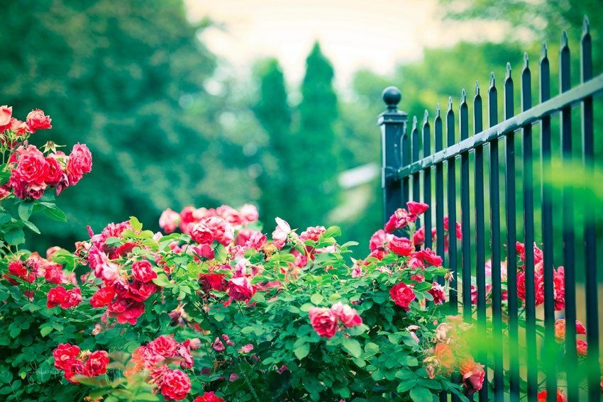 Fences for a private house. Photo examples for selection