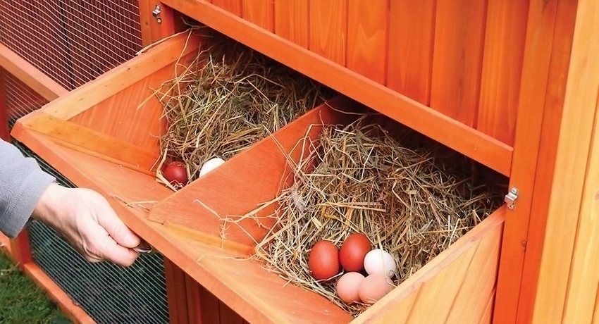 Nest for laying hens with their own hands: photos, sizes, tips