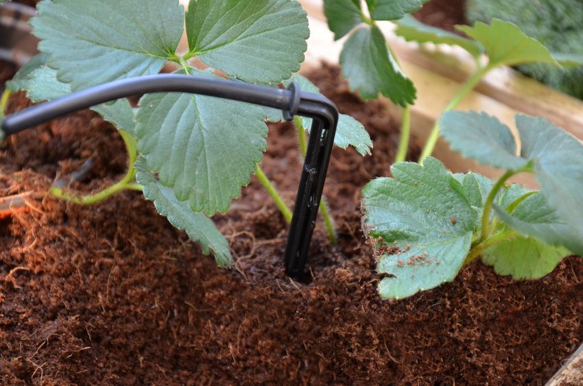 Drip irrigation from the barrel for the greenhouse: the guarantee of a good harvest for many years