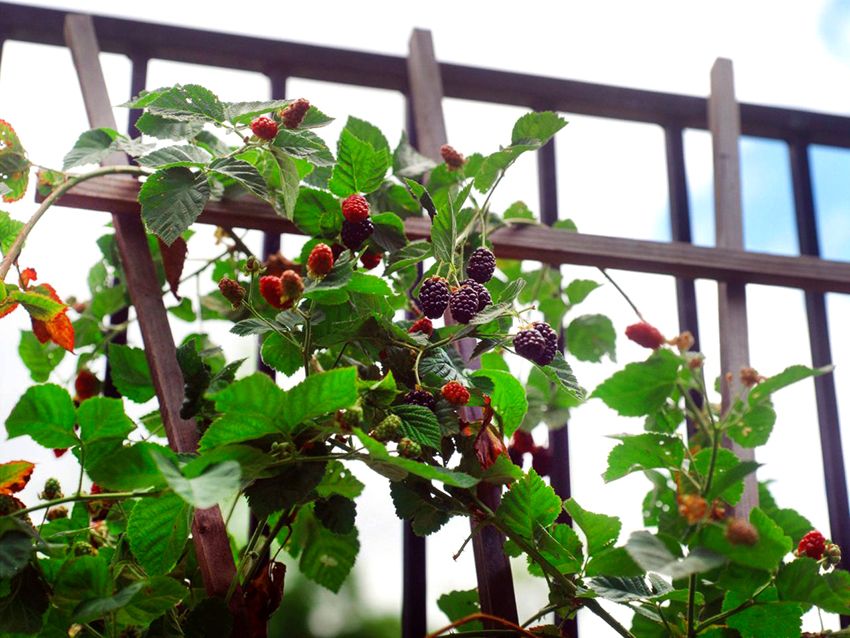 Raspberry Tapestry: The Optimal Plant Care Device