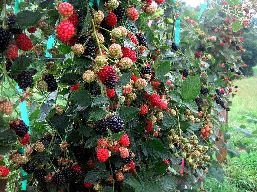 Raspberry Tapestry: The Optimal Plant Care Device