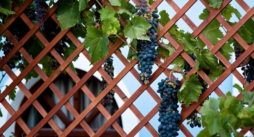 Trellis for grapes: optimal support for climbing plants