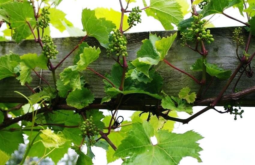 Trellis for grapes: optimal support for climbing plants