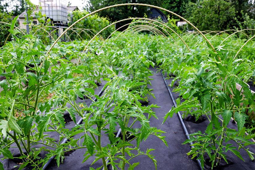 Covering material for beds: a good harvest without unnecessary trouble