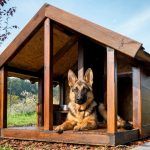 Aviary for dogs: photos of successful designs made by yourself