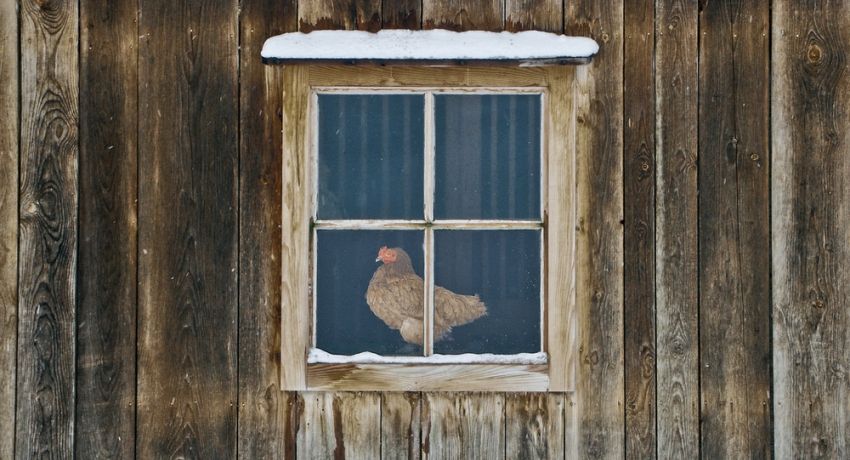 Winter chicken coop with your own hands on 20 chickens: features and tips for making