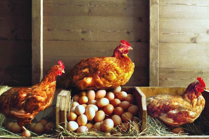 Winter chicken coop with your own hands on 20 chickens: features and tips for making